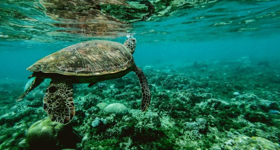 3 Innovations that Protect Marine Life