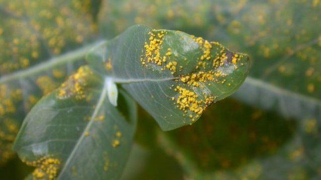 Myrtle rust caused by an invasive fungal disease is devastating to Australian vegetation.