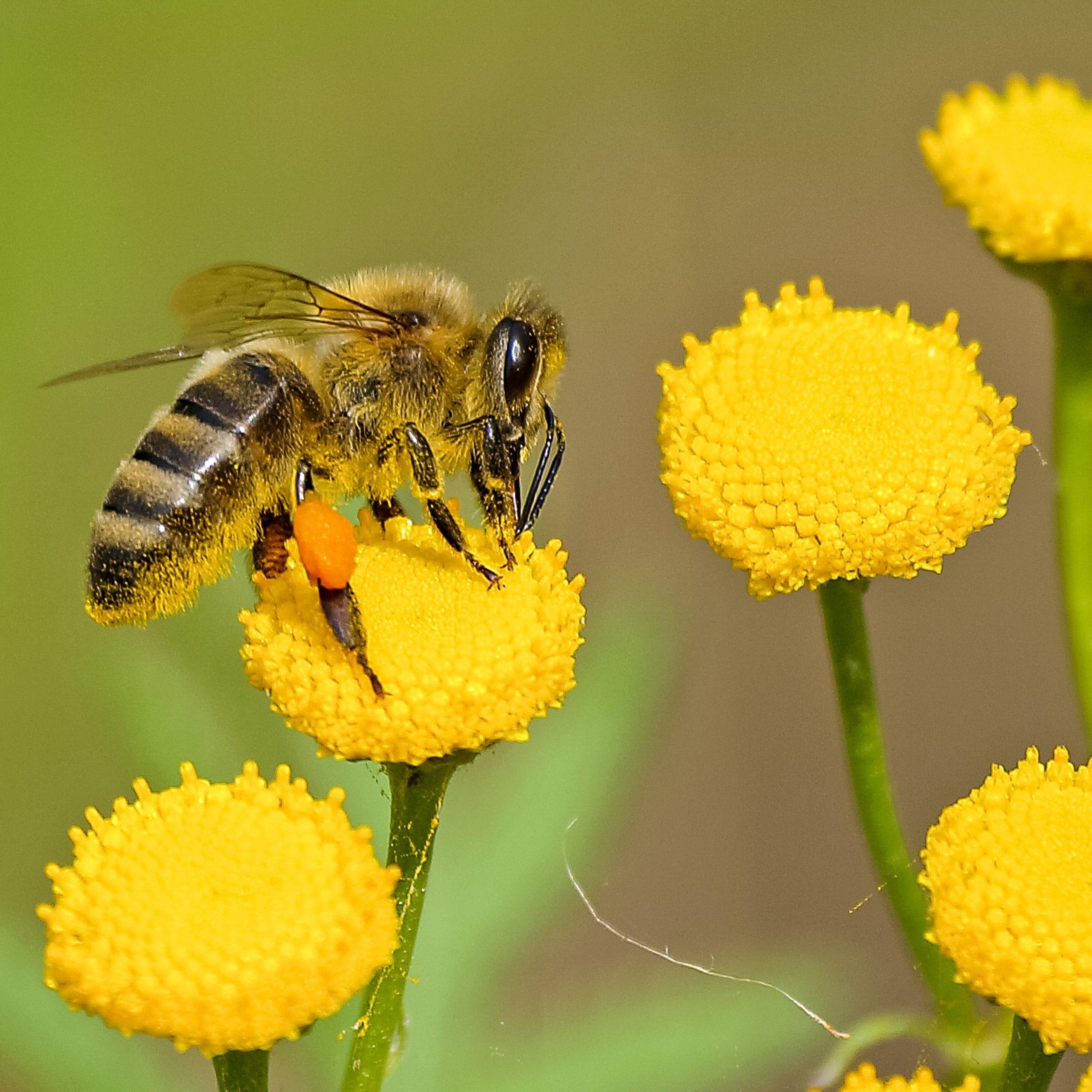 Importance of pollination by bees