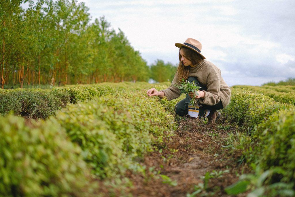 Rural woman harvesting crops