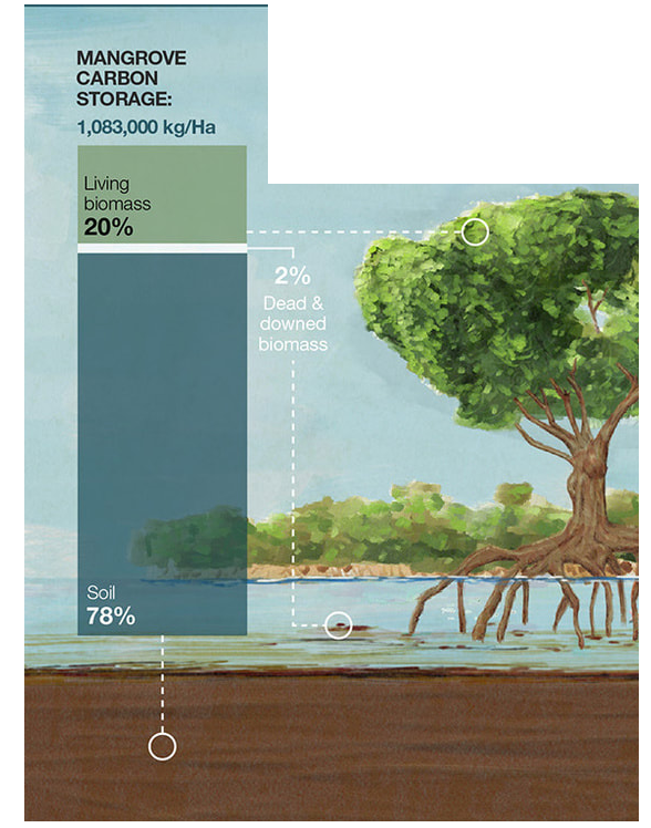 The total amount of carbon a mangrove can store.