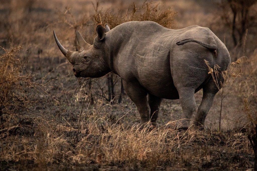 Rhinos and other wildlife need protection.