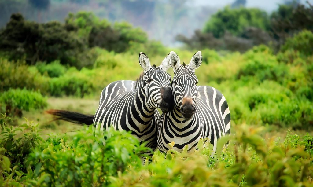 Zebras are protected by the wildlife protection act. 