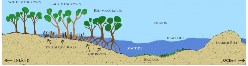 Three types of mangroves found in different zonations.