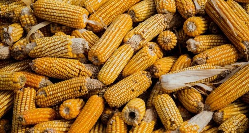 Corn is one of the world's most versatile biofuel basics