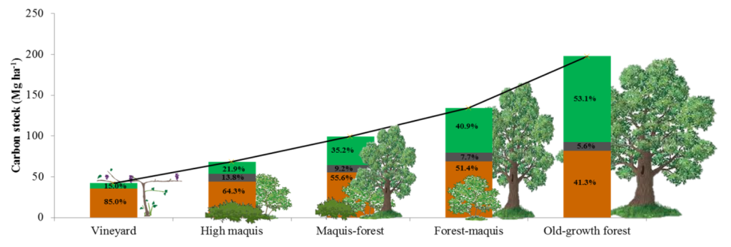 Chart comparing the carbon absorption of old-growth forests versus other forests 