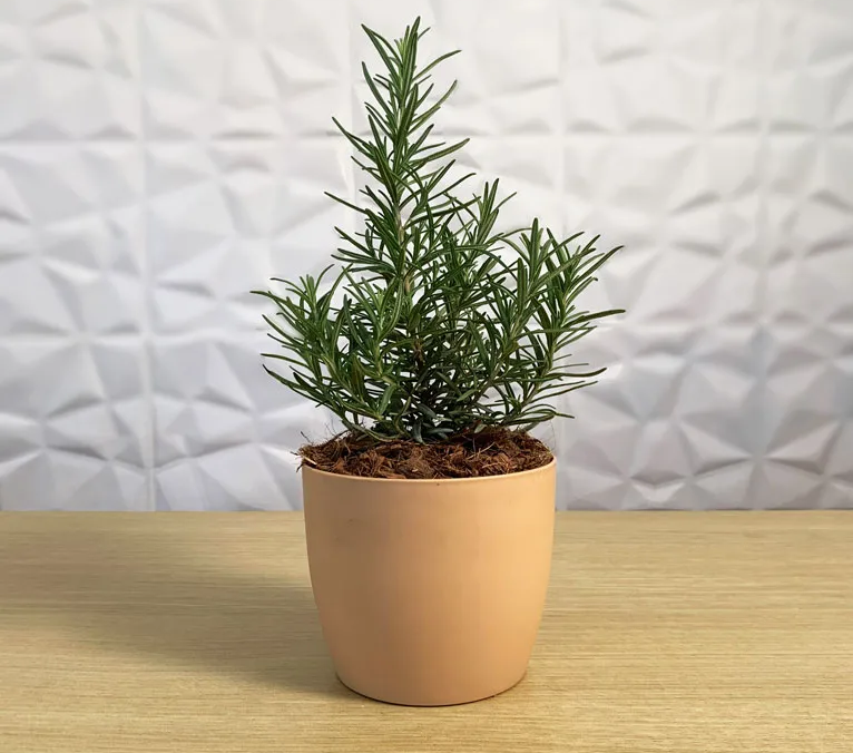 A potted rosemary plant