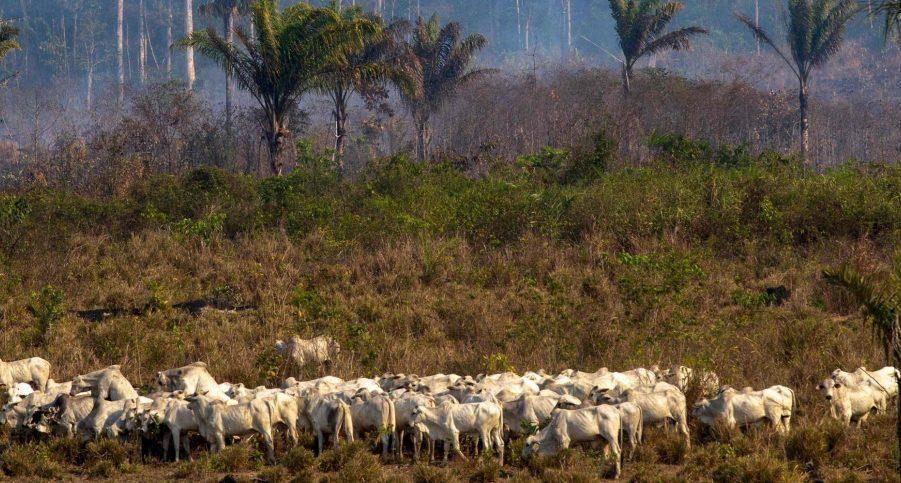Cattle Ranching Amazon