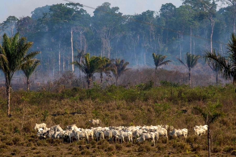 To motivate the reader with an image that express cattle raising in the Brazilian Amazon as an ugly reality against the beauty of nature.