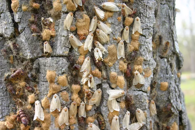 Gypsy moths invading natural biodiversity as a result of climate change induced global warming