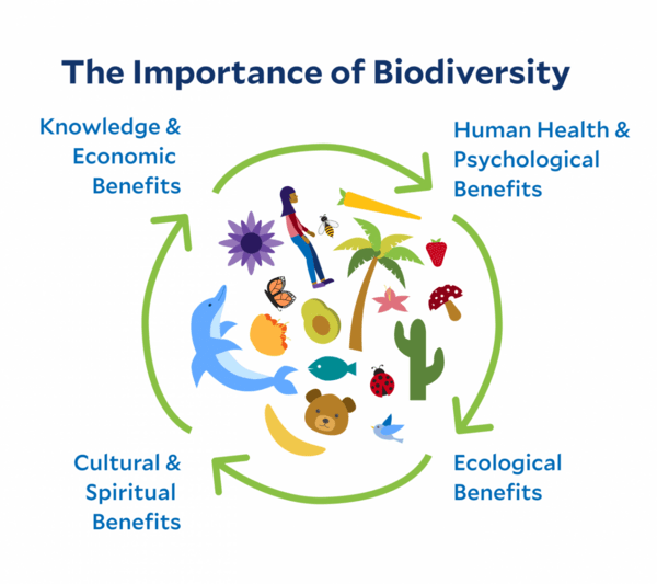 The importance of biodiversity to life on Earth