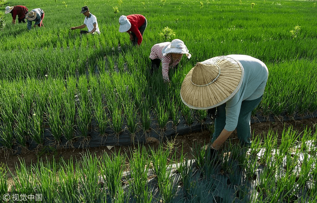 China has engaged in many programs to develop rural agriculture as one of the ways to end poverty over the last several decades.