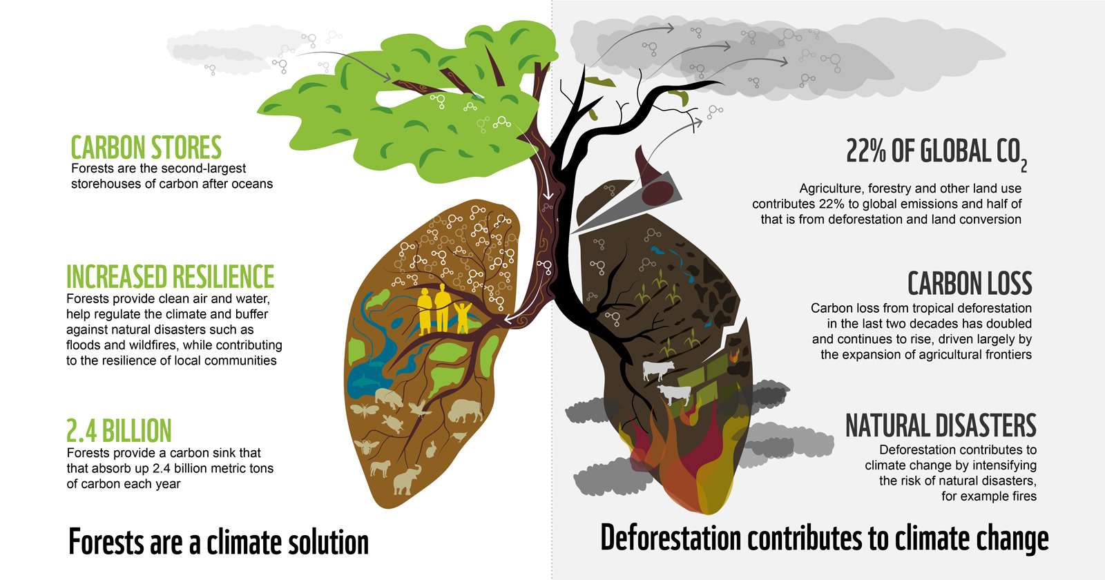 Contributions to deforestation.