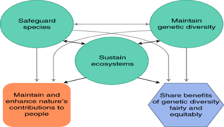 Diagram shows how sustainable ecosystems can contribute to a thriving planet.