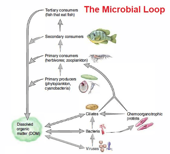 The Microbial Loop.