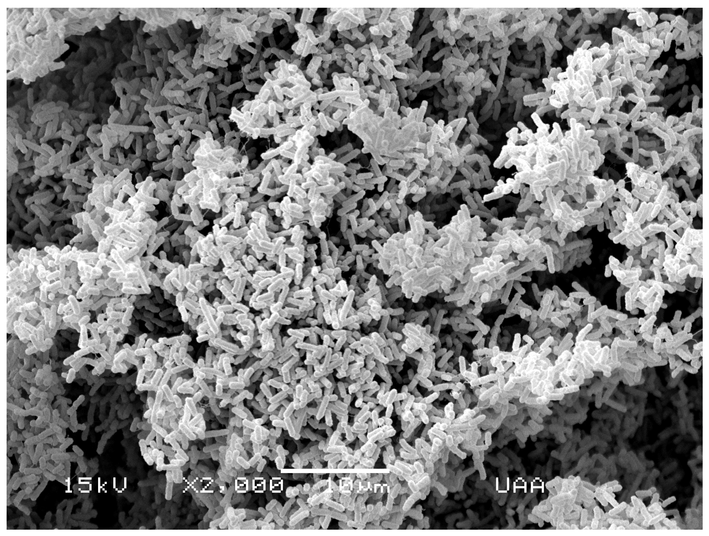 Scanning electron micrograph of E. coli isolated from river water, part of the mitigation of microbiological safety.