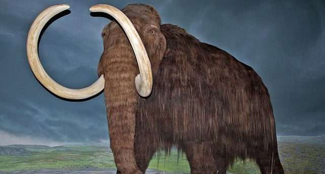 The Mammoth Resurrection Project is controversial.