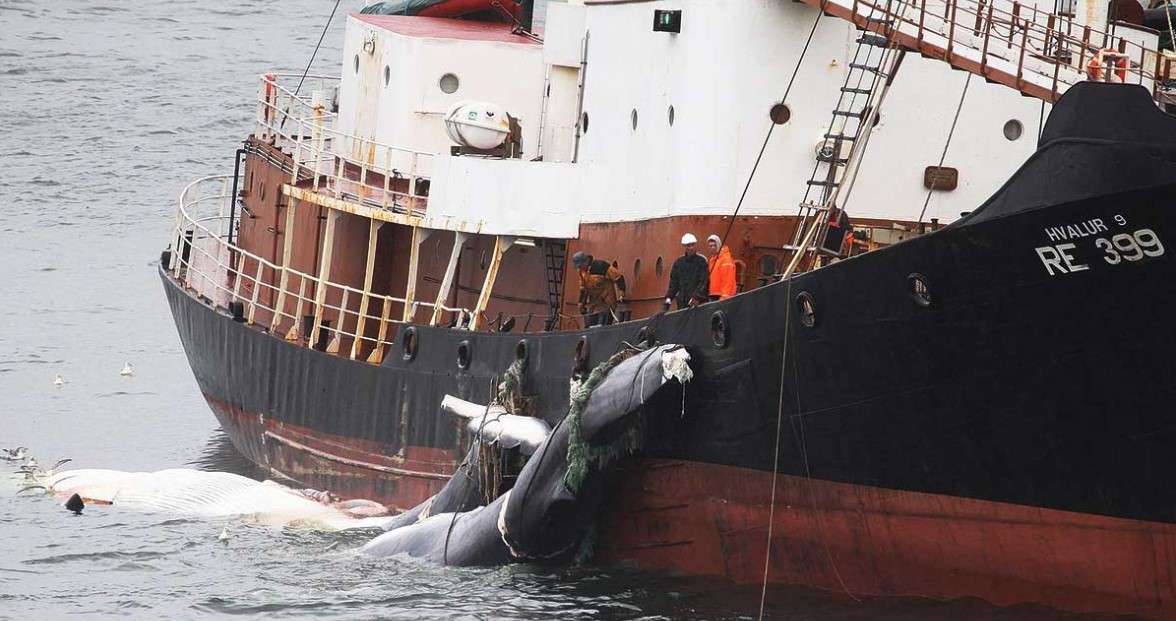 Commercial fin whaling in Iceland.