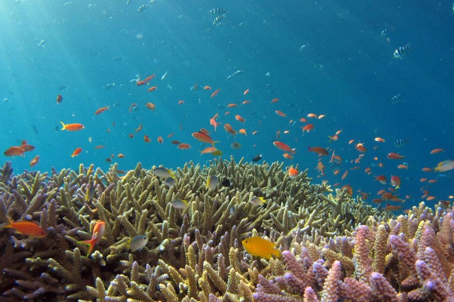 Scuba diving on coral reefs is problematic, as this fragile ecosystem should be conserved to ensure sustainable development.