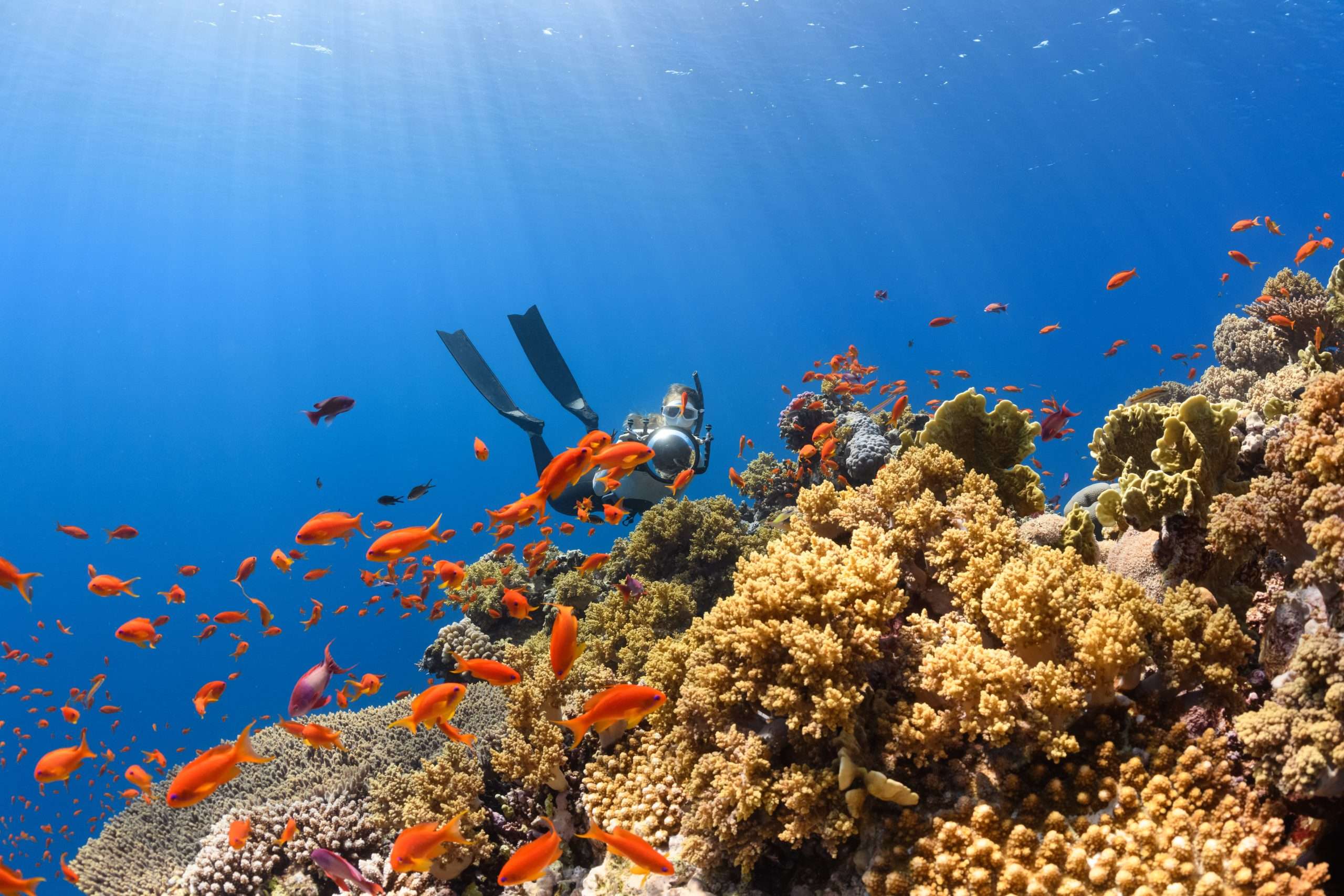 Scuba diving in coral reefs is a popular recreational activity for humans- this diver enjoys the beautiful school of fish supported by the colourful coral.