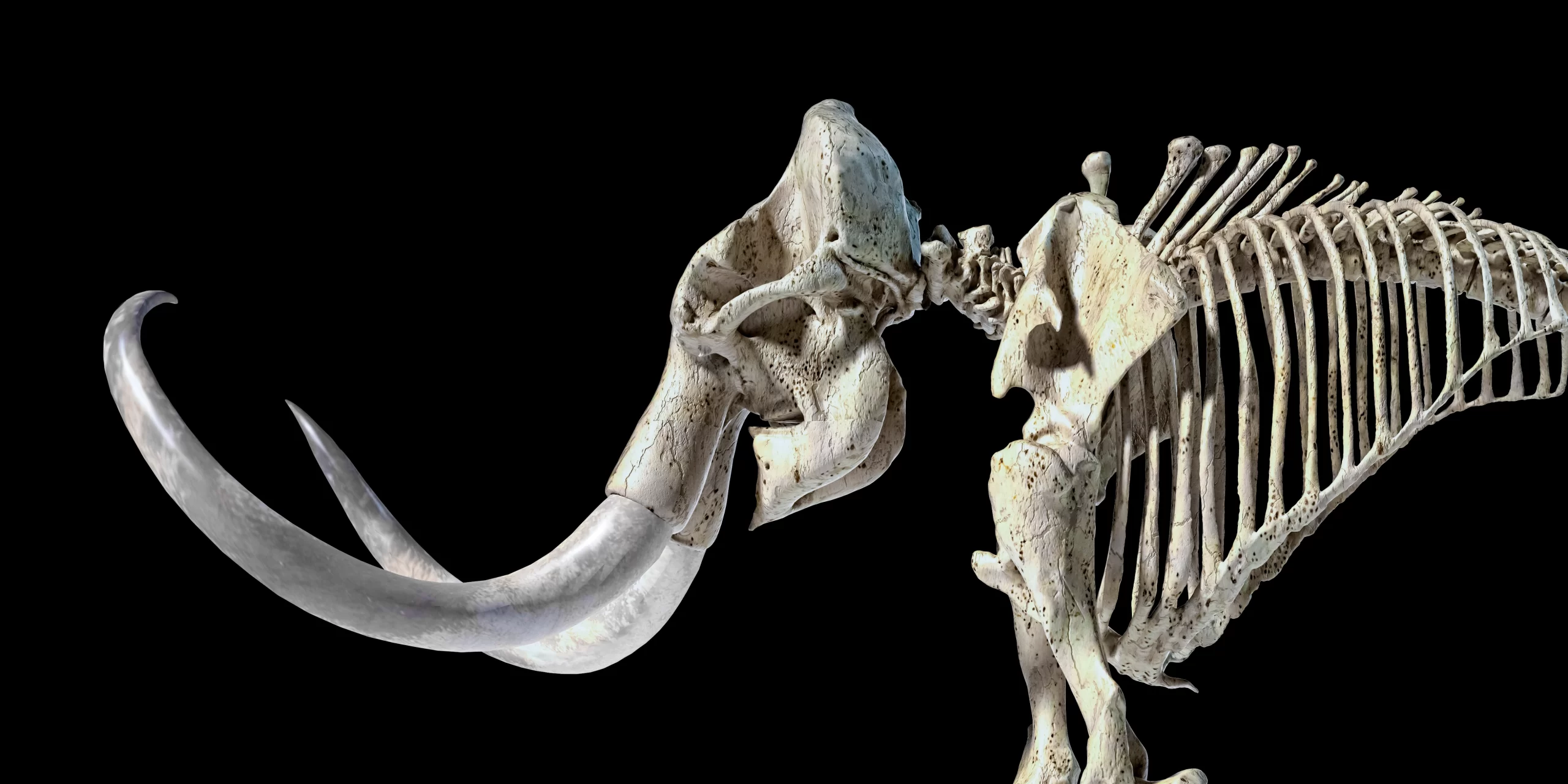 A skeleton of the extinct woolly mammoth.