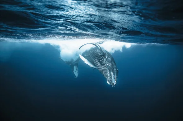 Humpback whales and other baleen whales are the largest creatures on Earth, yet they eat some of the smallest prey in the oceans.