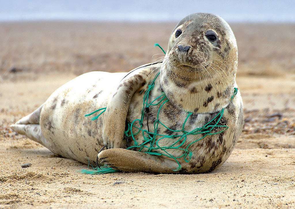 Plastic pollution impacts all flora and fauna, creating a dangerous era that has been deemed 'the Anthropocene epoch.'