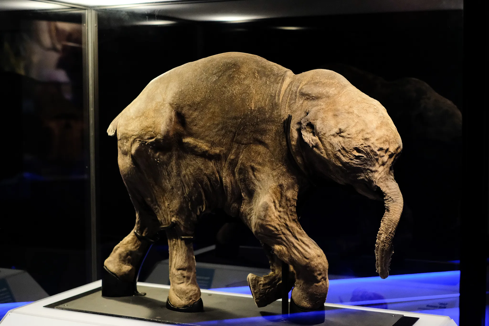 Lyuba, a mummified woolly mammoth calf that lived 42,000 years ago, at the Royal BC Museum in Canada.