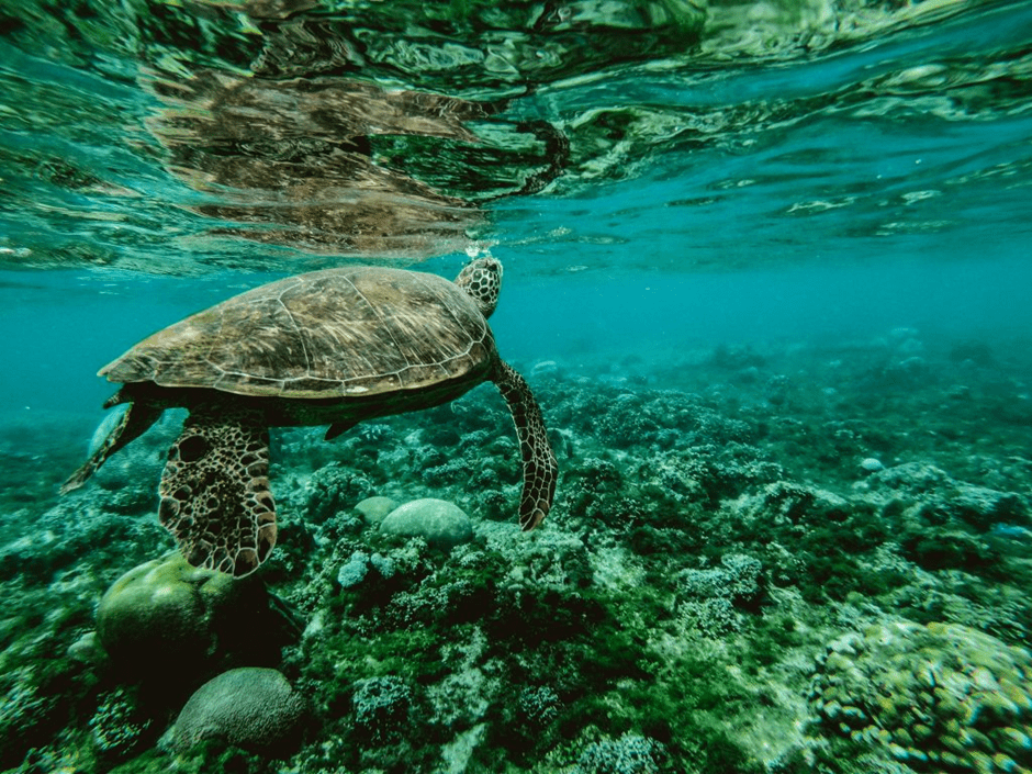 Sustainable packaging can help protect marine life such as turtles, who often mistake plastic debris as food. 