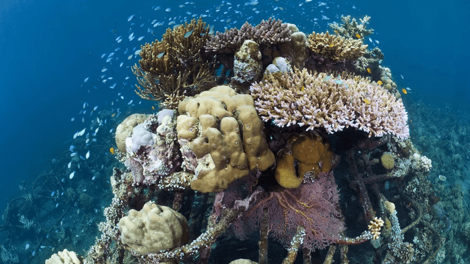 Artificial reefs are a great foundation for coral species to grow on. They can help facilitate the creation of reef habitats.